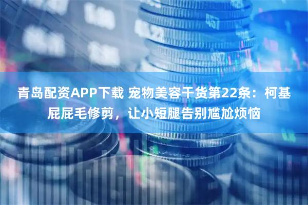 青岛配资APP下载 宠物美容干货第22条：柯基屁屁毛修剪，让小短腿告别尴尬烦恼